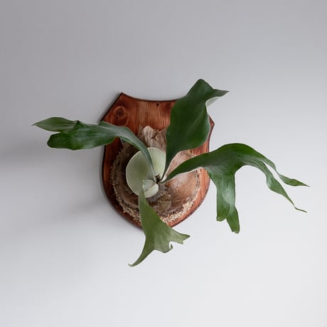 コウモリラン | STORES