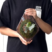 【2026.5/26〜】板付ビカクシダ　  P. wilinckii 'Bacteria' sporeling_1
