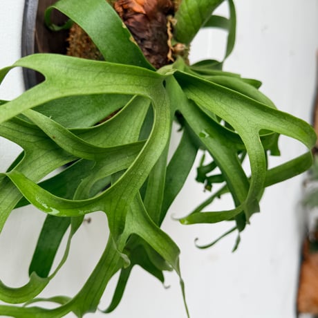 【2026.7/2〜】板付ビカクシダ　 P. coronarium 'White'