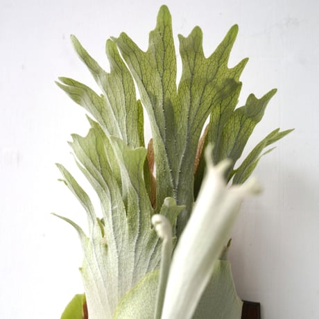CATEGORY willinckii | IMAMA CATEGORY willinckii | IMAMA