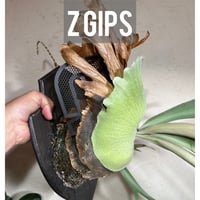 Z Gips（2枚セット）