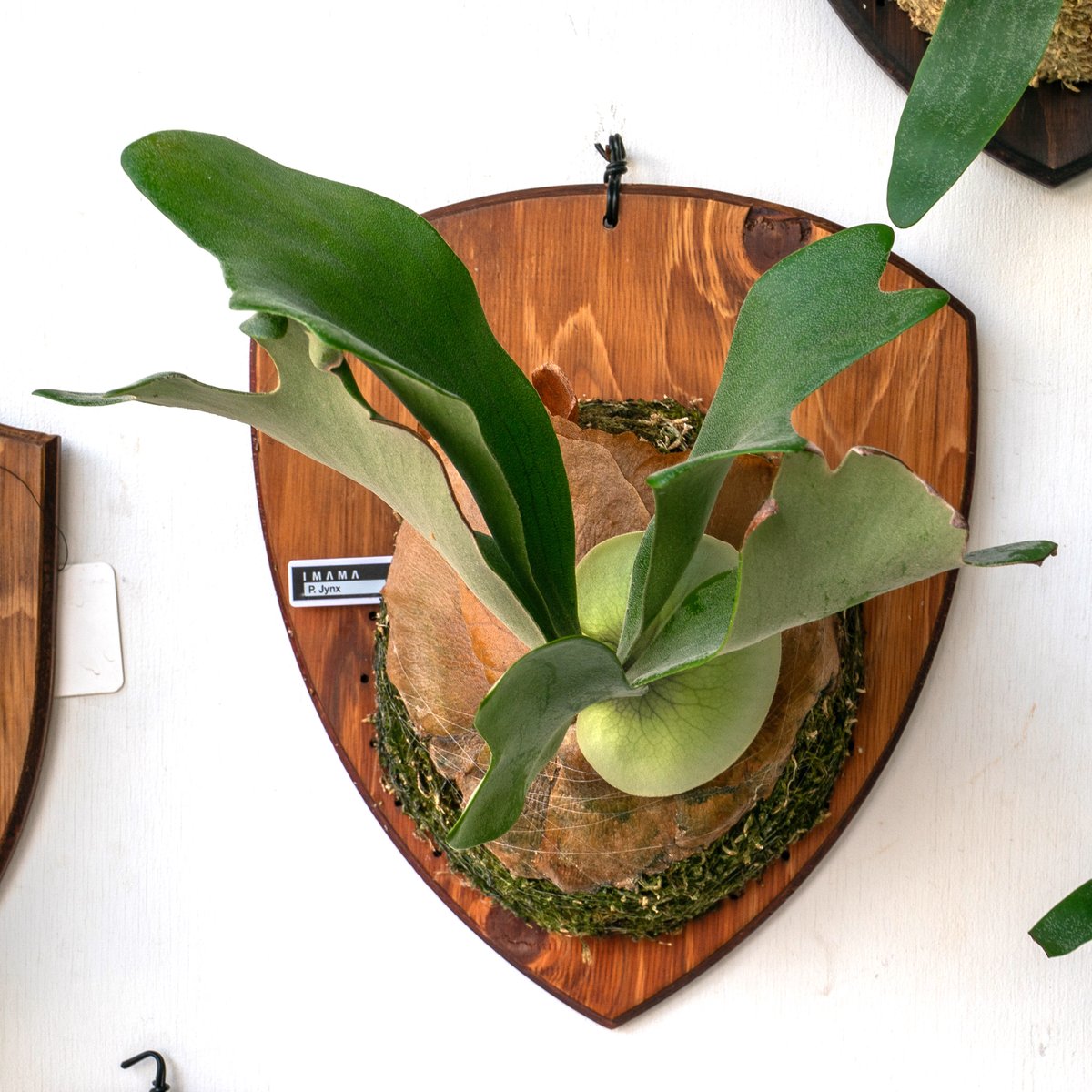 ビカクシダ 板付 2024012000004 307554-1.jpg