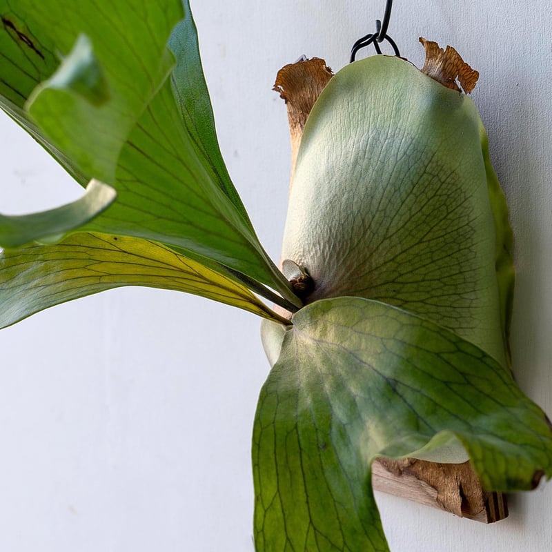 2025.11/12〜】板付ビカクシダ P. hillii Mrs.D（pup） | IMAMA