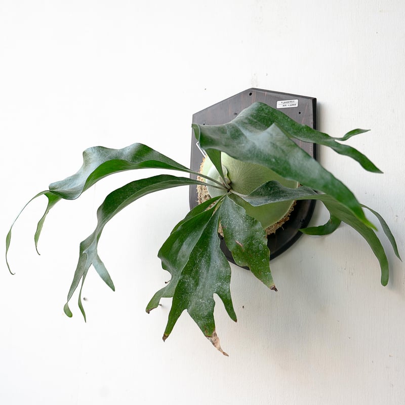 2025.11/22〜】板付ビカクシダ P. Trident（TC） | IMAMA