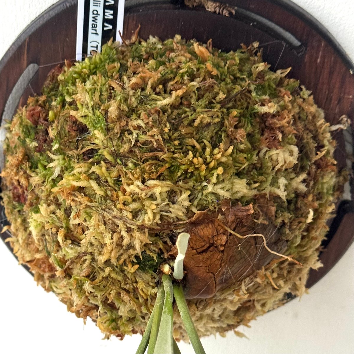 2025.5/11〜】板付ビカクシダ P. hillii dwarf（TC） | IMAMA