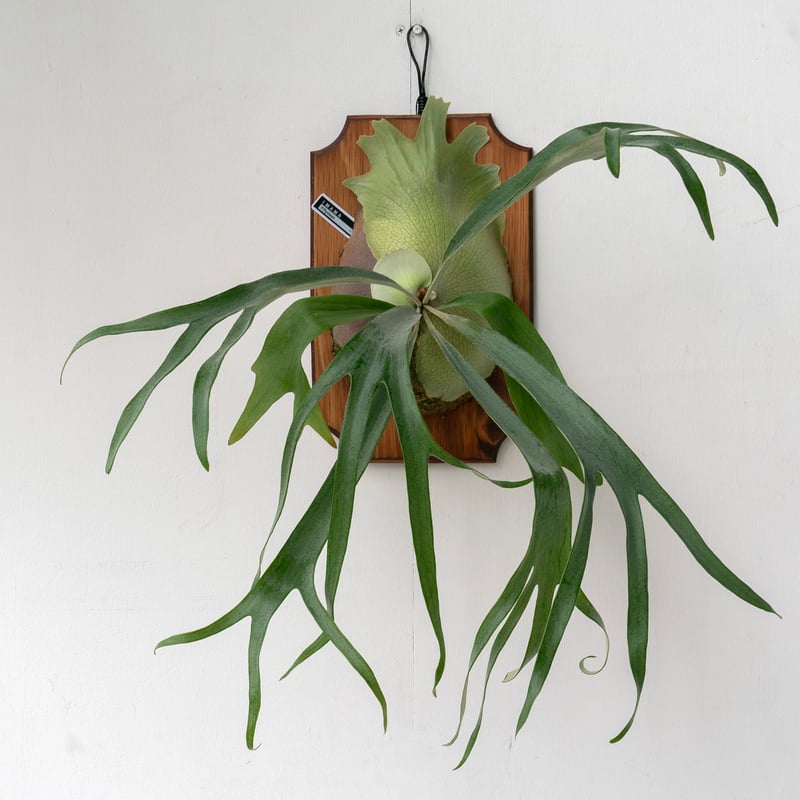 ビカクシダP.Rydeen