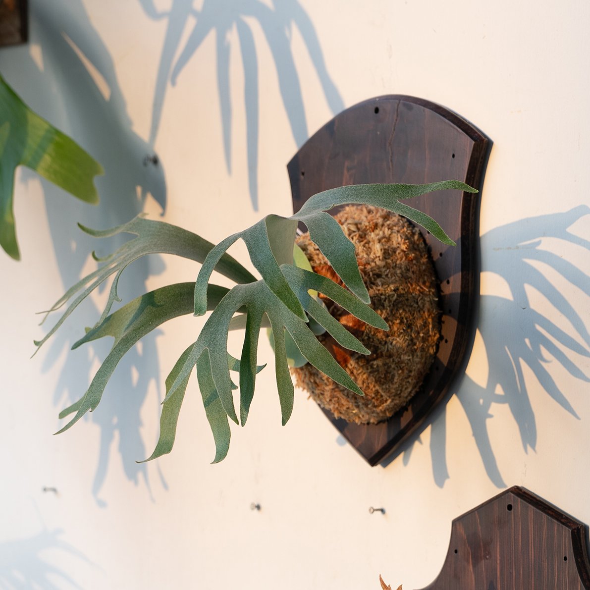 2025.6/16〜】板付ビカクシダ P. Ginka × P. willinckii c