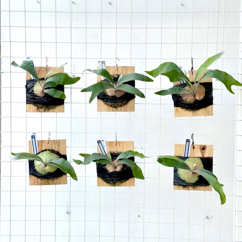 ビカクシダ Veitchii 板付け 現品【ビカクシダ】P.Veitchii Auburn river 板付け【コウモリラン