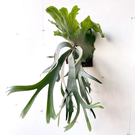 willinckii × andinum mix (from woot) P.Willinckii x P.Andinum from