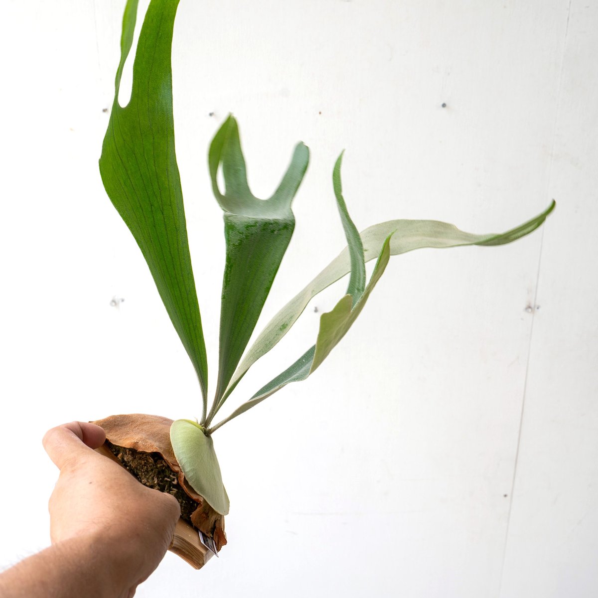 2025.8/2〜】板付ビカクシダ P. Hanabi | IMAMA