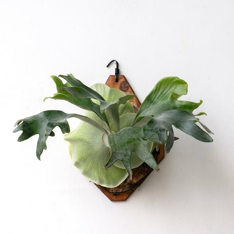 タマ★ビカクシダセット★ IMAMA