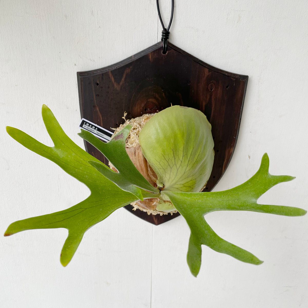 P.Gorgonia ビカクシダ ビカクシダ P.Gorgonia OC ビカクシダ P