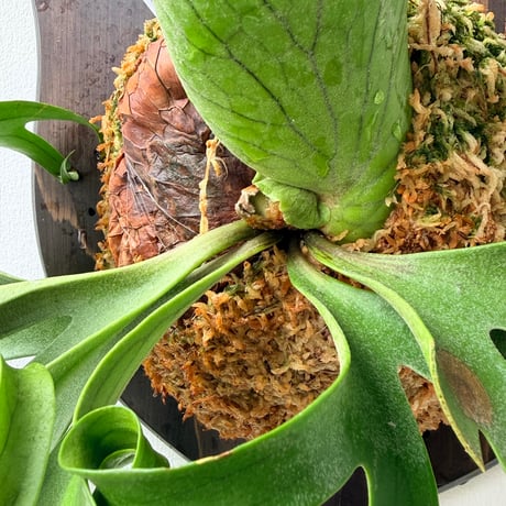 【2026.7/2〜】板付ビカクシダ　 P. coronarium 'White'