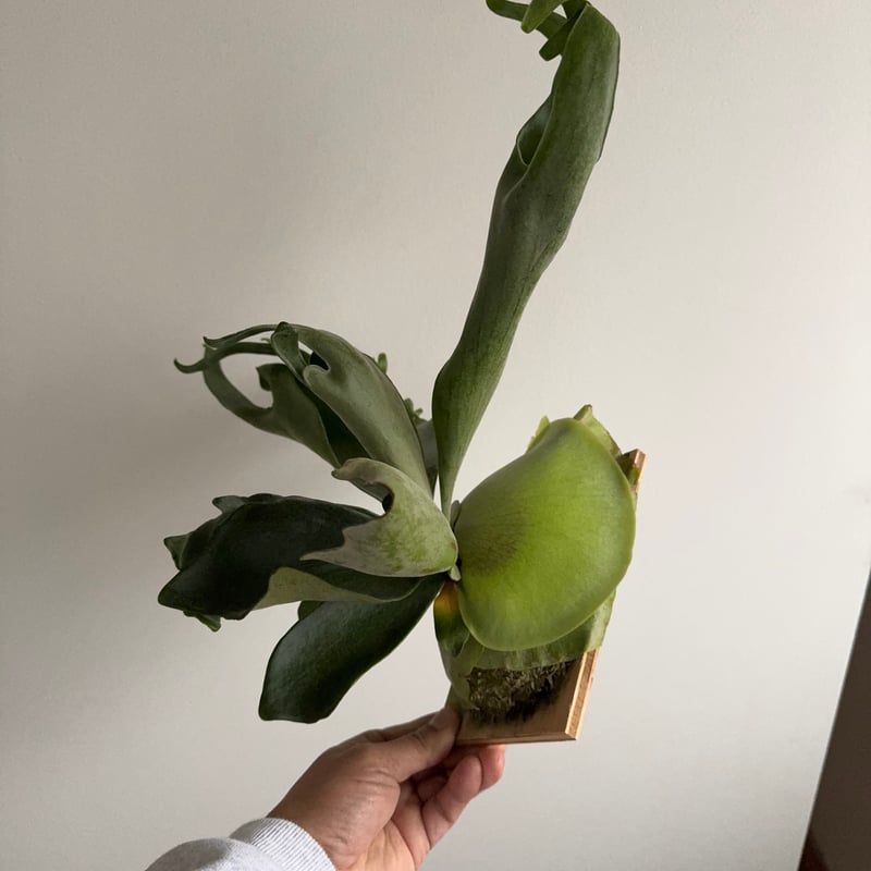 2025.12/14〜】板付ビカクシダ P. Ebid#2（TC） | IMAMA