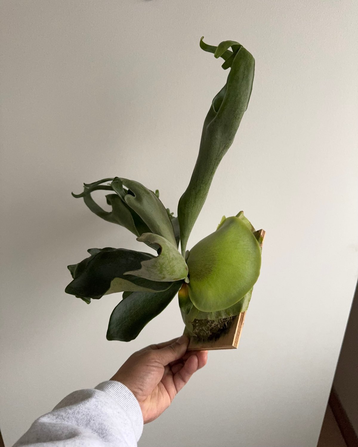 2025.12/14〜】板付ビカクシダ P. Ebid#2（TC） | IMAMA