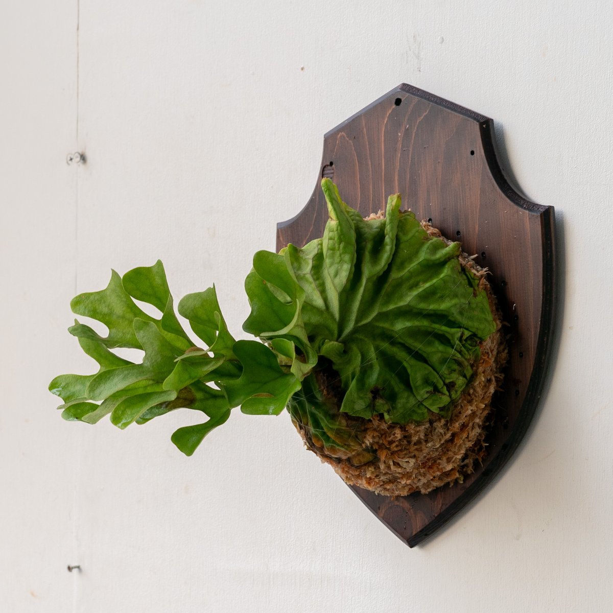 ridleyi 板付NO.297 ビカクシダ