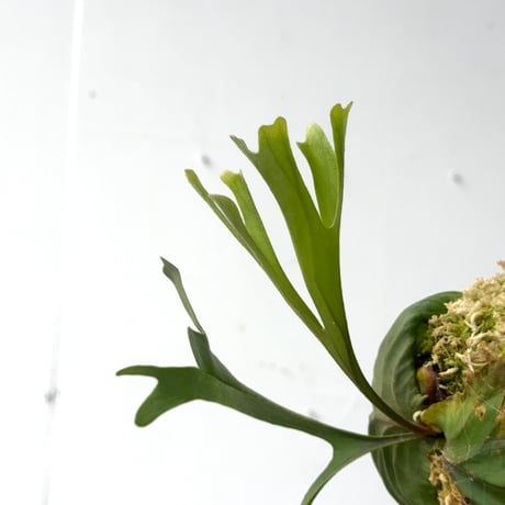 【2026.6/4〜】コルク付ビカクシダ　 P. ridleyi thin frond_