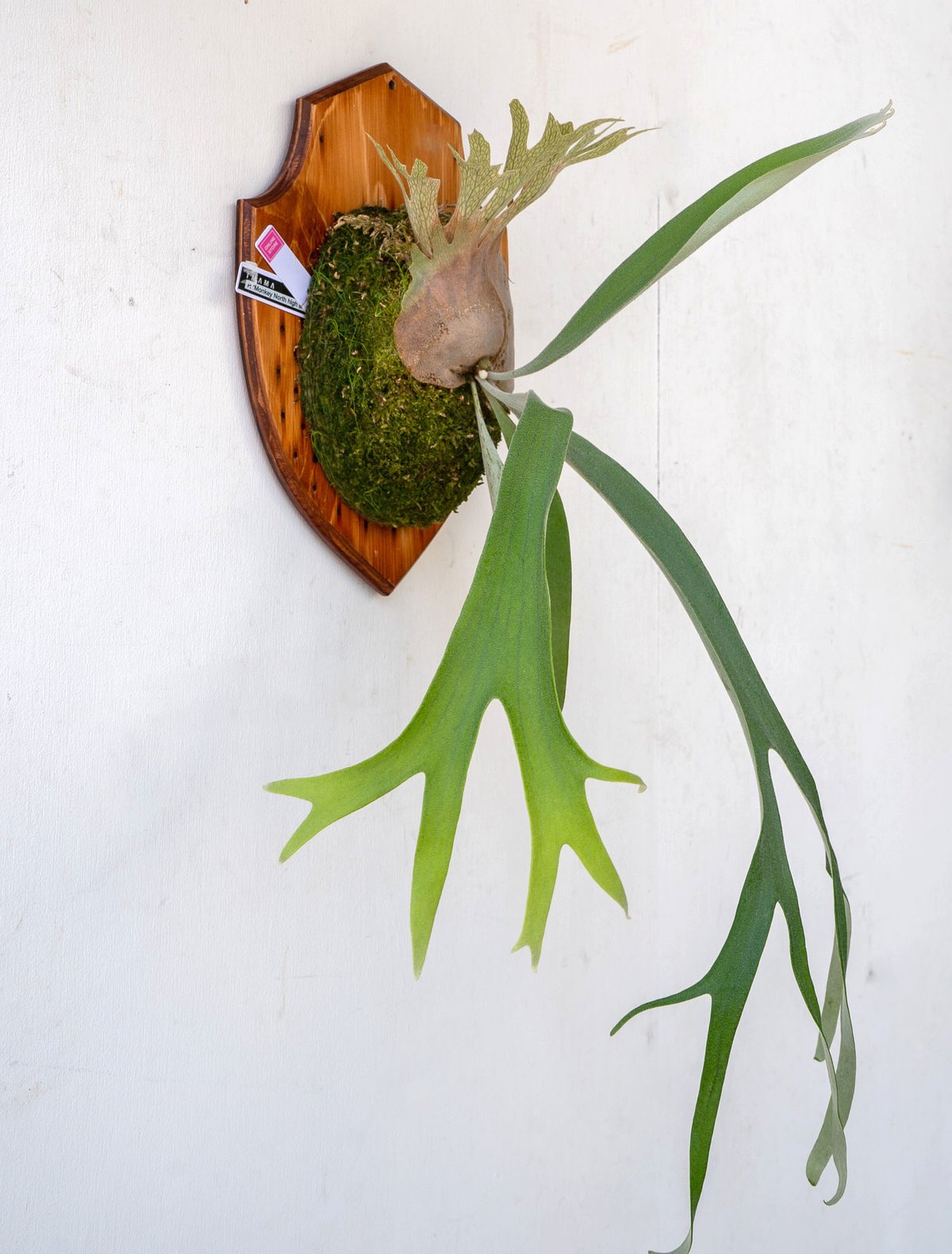 2025.8/5〜】板付ビカクシダ P. 'Monkey North high shield