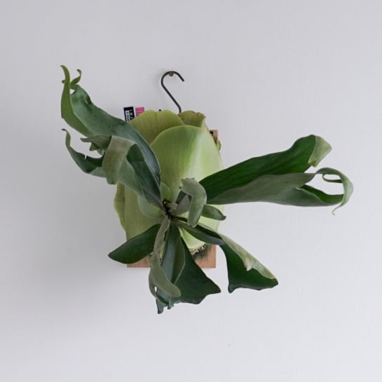 2025.12/14〜】板付ビカクシダ P. Ebid#2（TC） | IMAMA