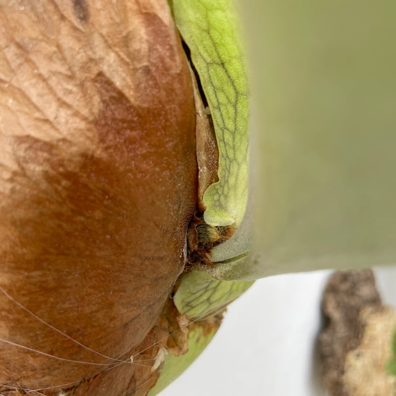 2025.5/30〜】板付ビカクシダ P. Gorgon（spore） | IMAMA