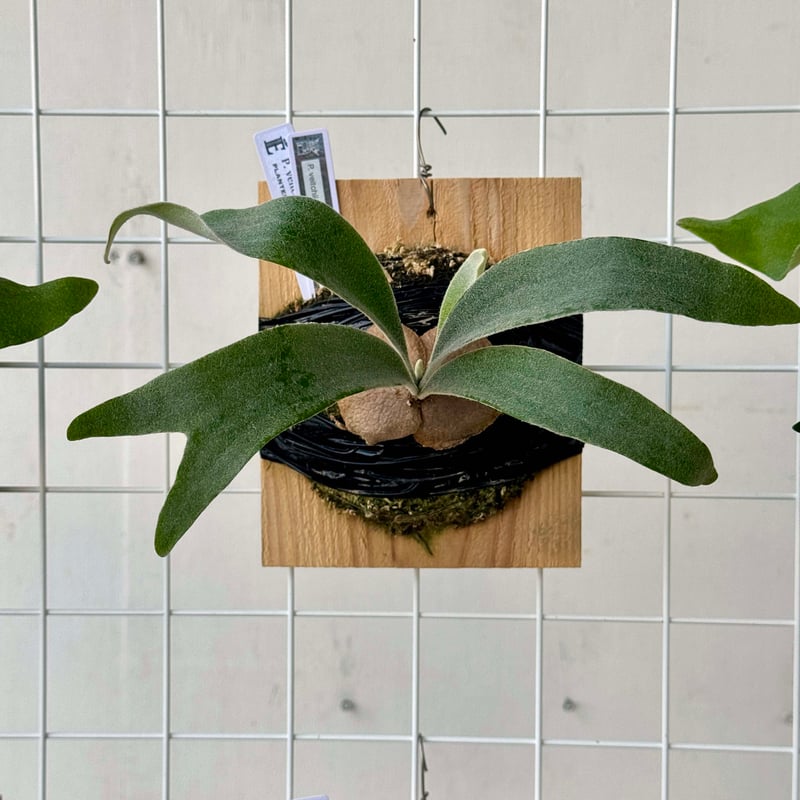 板付ビカクシダ P. veitchii wild sporeling 'Cania #1'