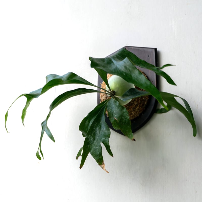 ビカクシダ トライデント P. Trident 親株 Amazon.co.jp: P.Trident(P