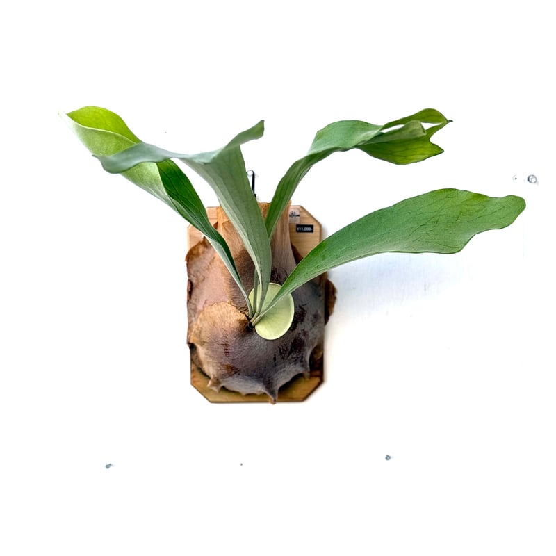 板付ビカクシダ P. diversifolium（pup） | IMAMA