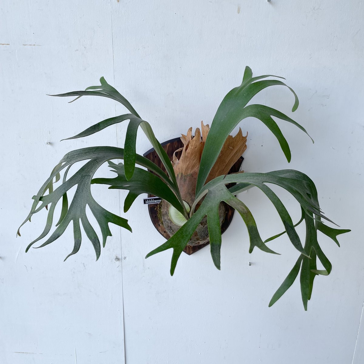 ビカクシダ SS Foong 板付 ① エスエス フーン 送料込