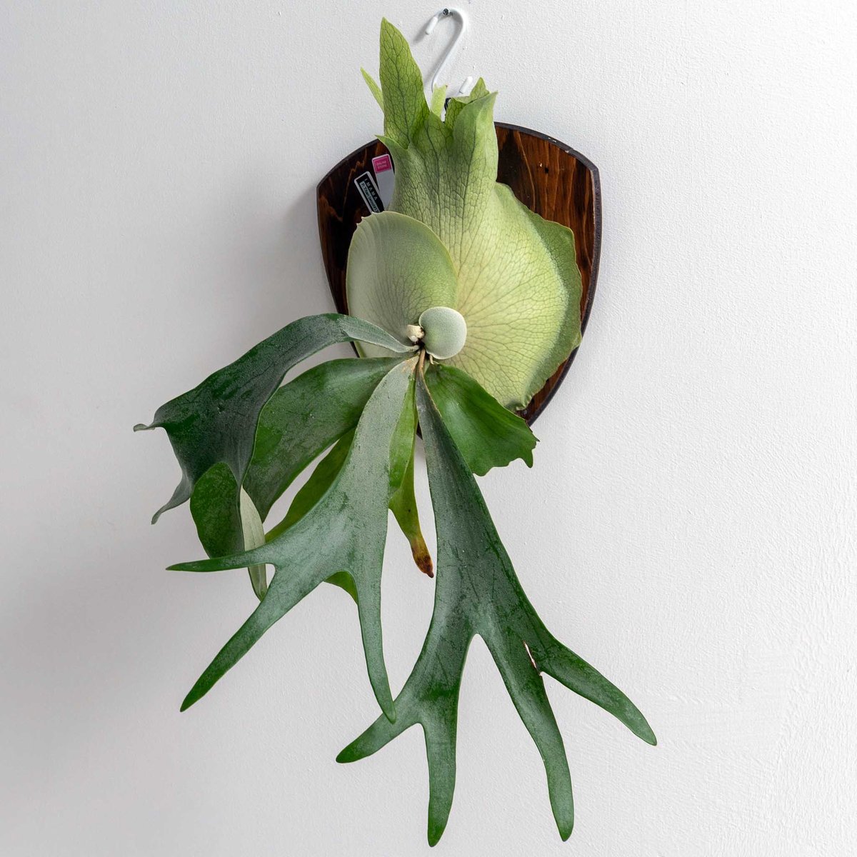 ビカクシダ問い合わせ用 2025.12/20〜】板付ビカクシダ P. 'Titan' woot #13 | IMAMA