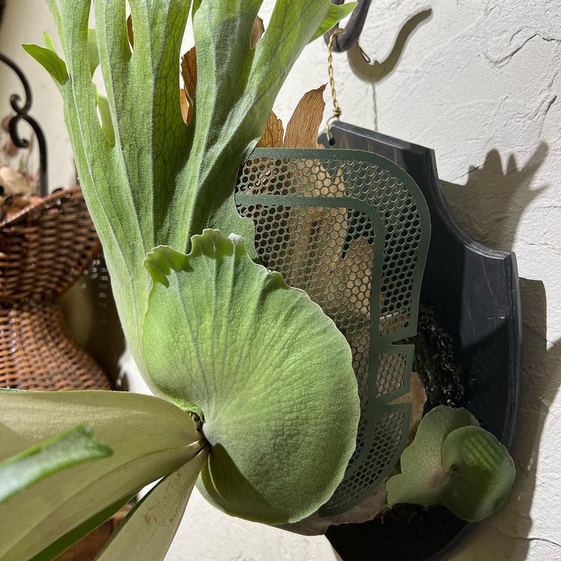 Z Gips（2枚セット） | IMAMA