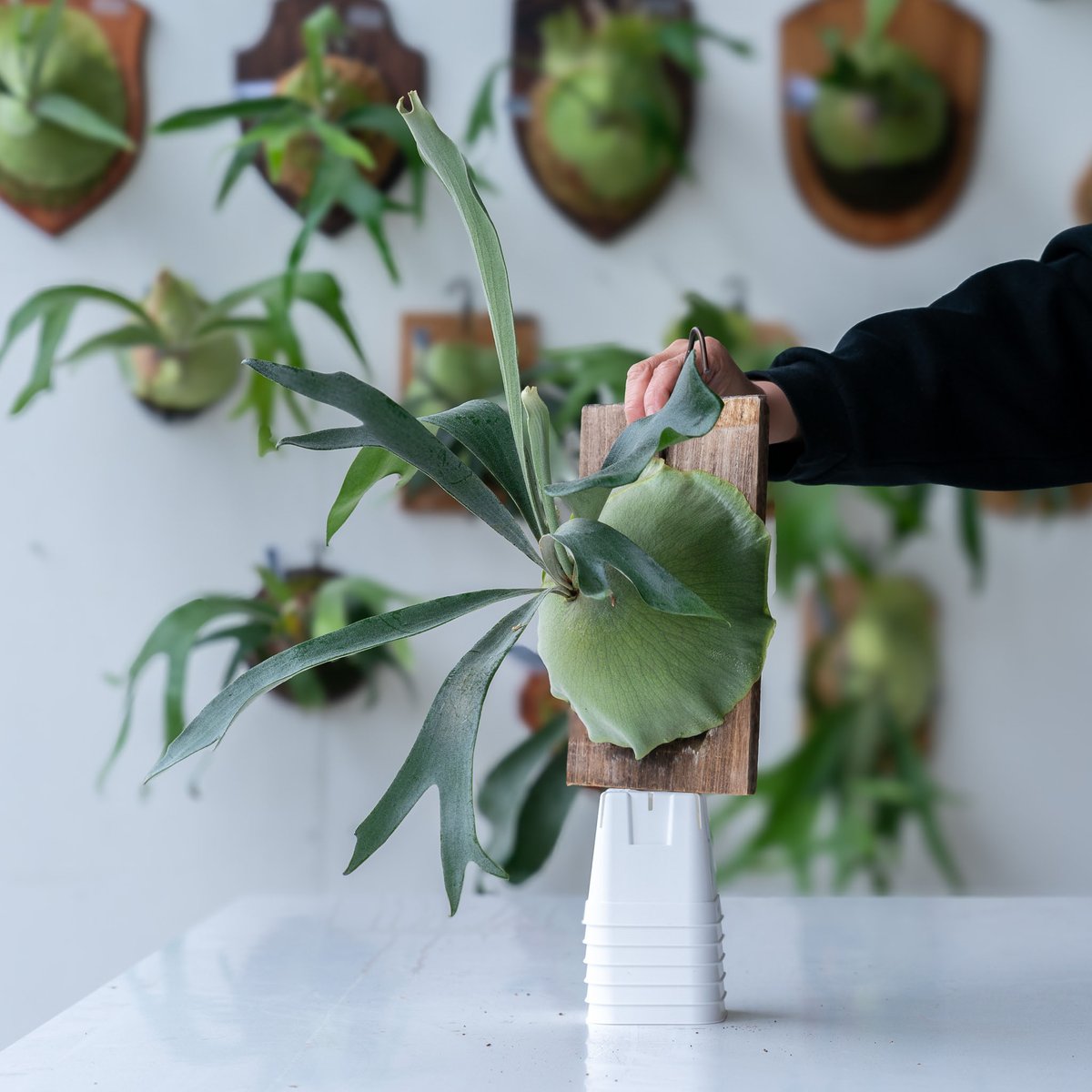 2025.1/19〜】板付ビカクシダ P. hillii 'Hula hands #1'（