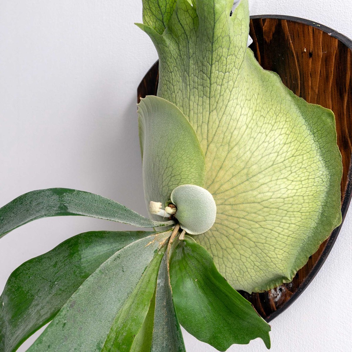 2025.12/20〜】板付ビカクシダ P. 'Titan' woot #13 | IMAMA