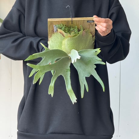 【2026.5/10〜】板付ビカクシダ　  P. veitchii × P. coronarium [TC]