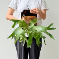 【2026.6/18〜】板付ビカクシダ　 P. hillii 'Kylin'  [pup]