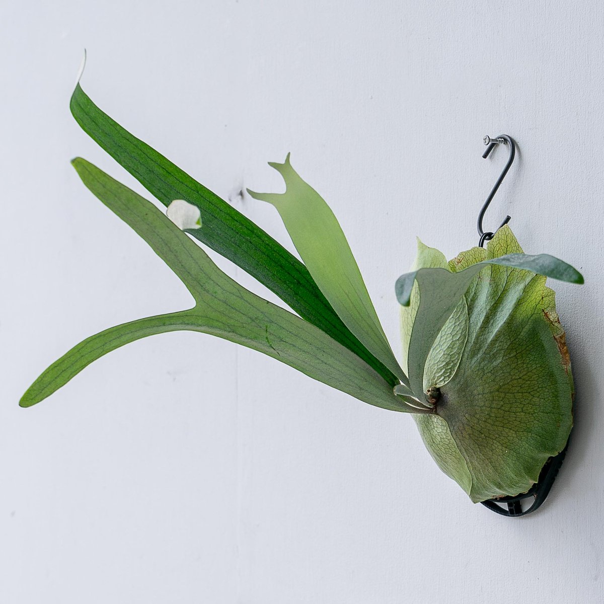 2025.11/12〜】板付ビカクシダ P. ziesenhenne（pup） | IMAMA