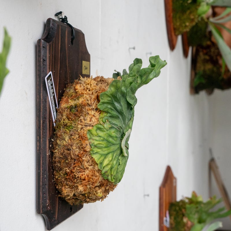 ビカクシダ P ⊿ 【OZWRT×comolebi plants】 Spirit of Platycerium