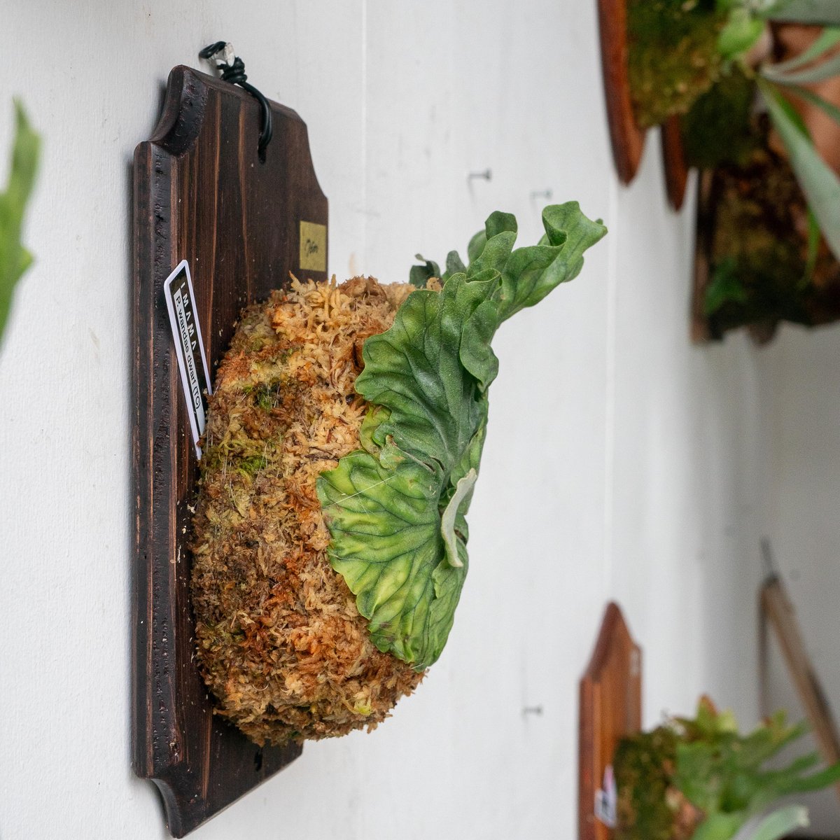 2025.7/15〜】板付ビカクシダ P wandae dwarf（TC） | IMAMA