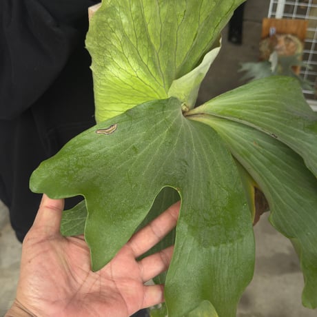 【2026.5/24〜】板付ビカクシダ　  P. bifurcatum × P. elephantotis [TC]