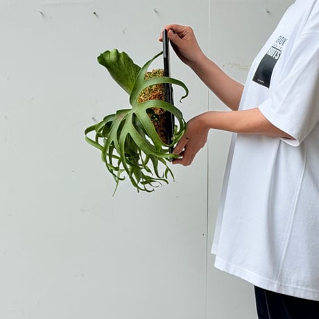【2026.7/2〜】板付ビカクシダ　 P. coronarium 'White'