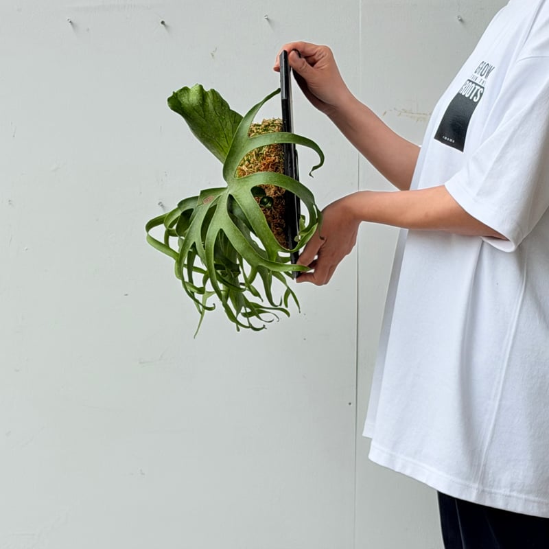 2026.7/2〜】板付ビカクシダ P. coronarium 'White' | IMAMA