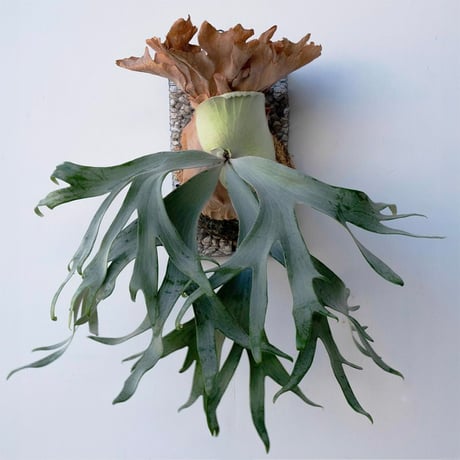 CATEGORY diversifolium | IMAMA