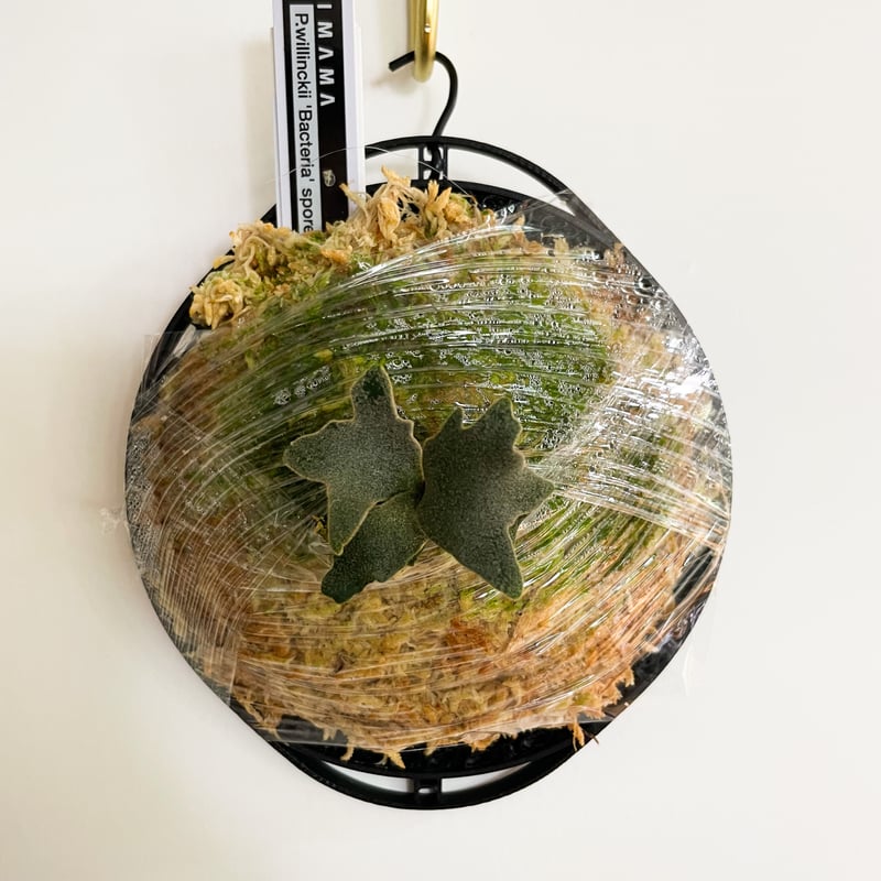 2023.8/15〜】板付ビカクシダ P.willinckii  