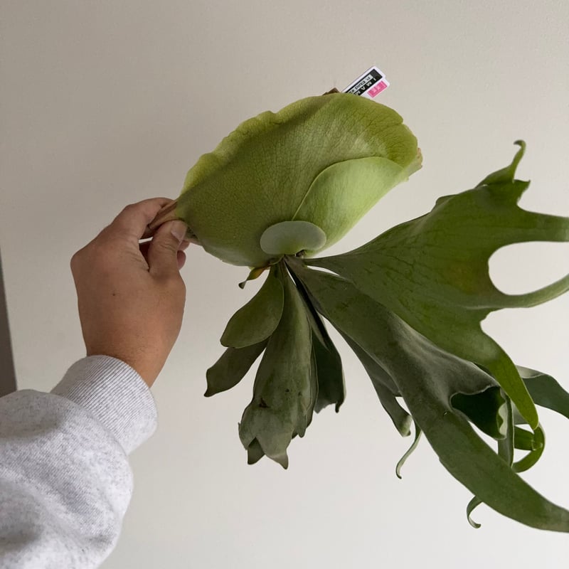 2025.12/14〜】板付ビカクシダ P. Ebid#2（TC） | IMAMA