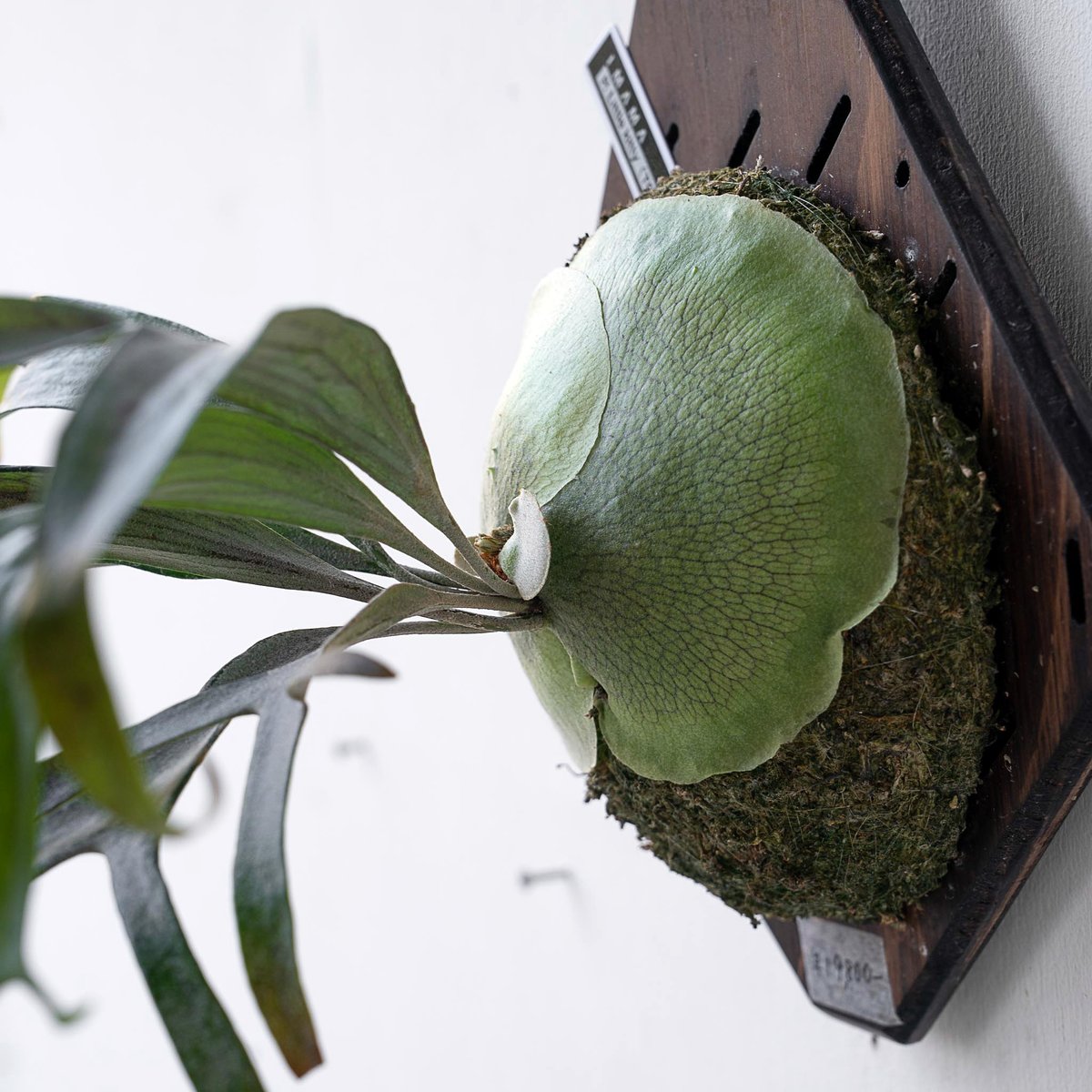 2025.11/12〜】板付ビカクシダ P.Little kitty（TC） | IMAMA