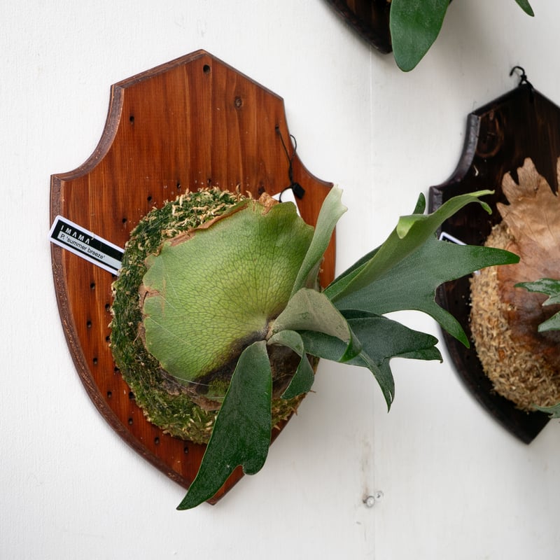 ビカクシダ 板付 2024012000004 2025.6/9〜】板付ビカクシダ P. kitshakood thin leaf_2 |