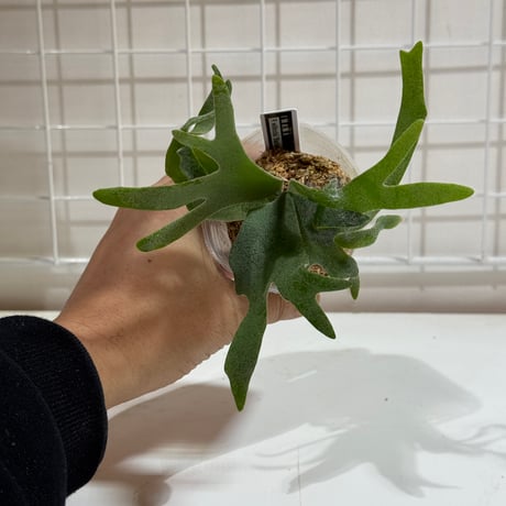 CATEGORY willinckii | IMAMA