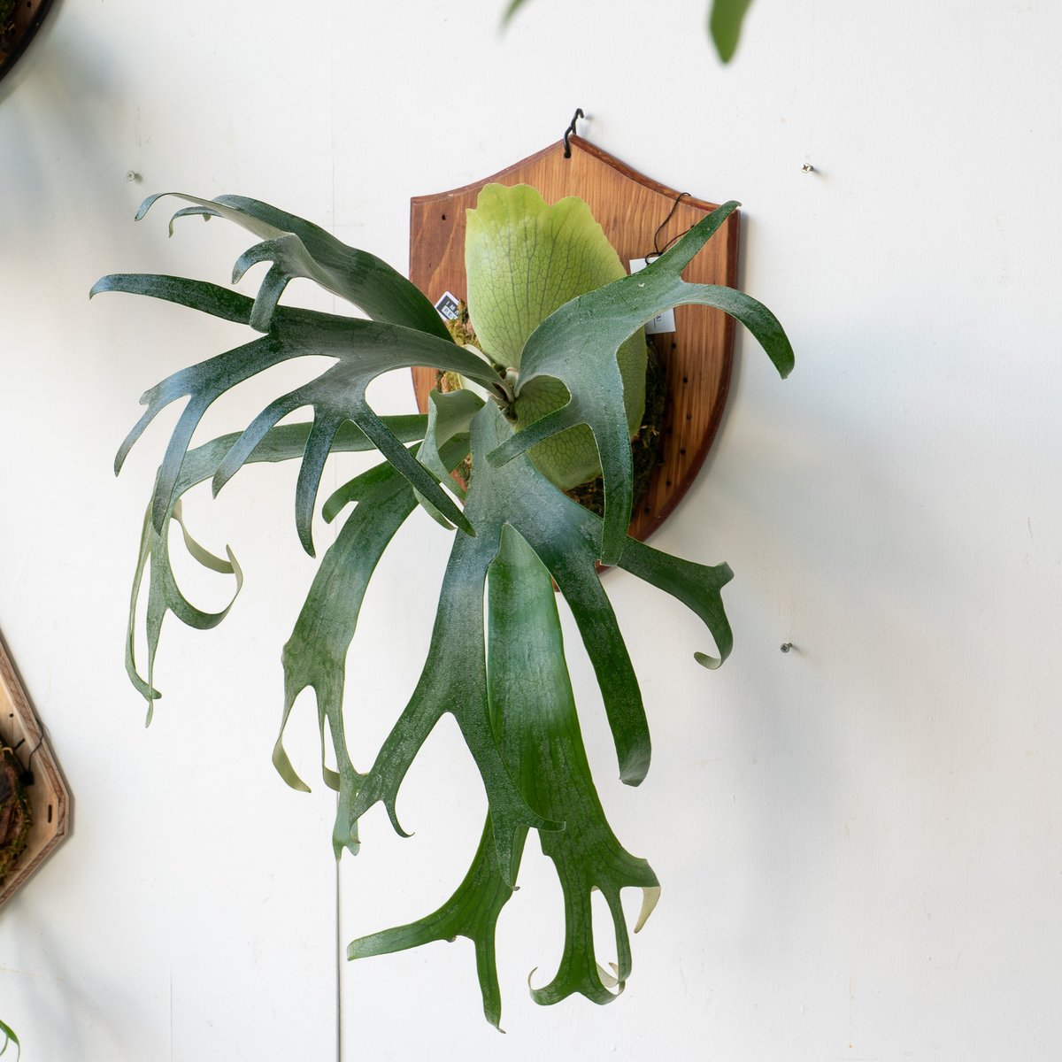 fit=scale-down,w=1200 fit=scale-down,w=1200