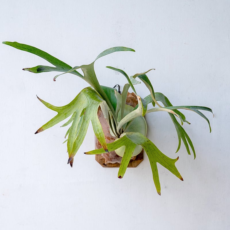 2025.11/12〜】板付ビカクシダ P. bifurcatum 'blue boy'