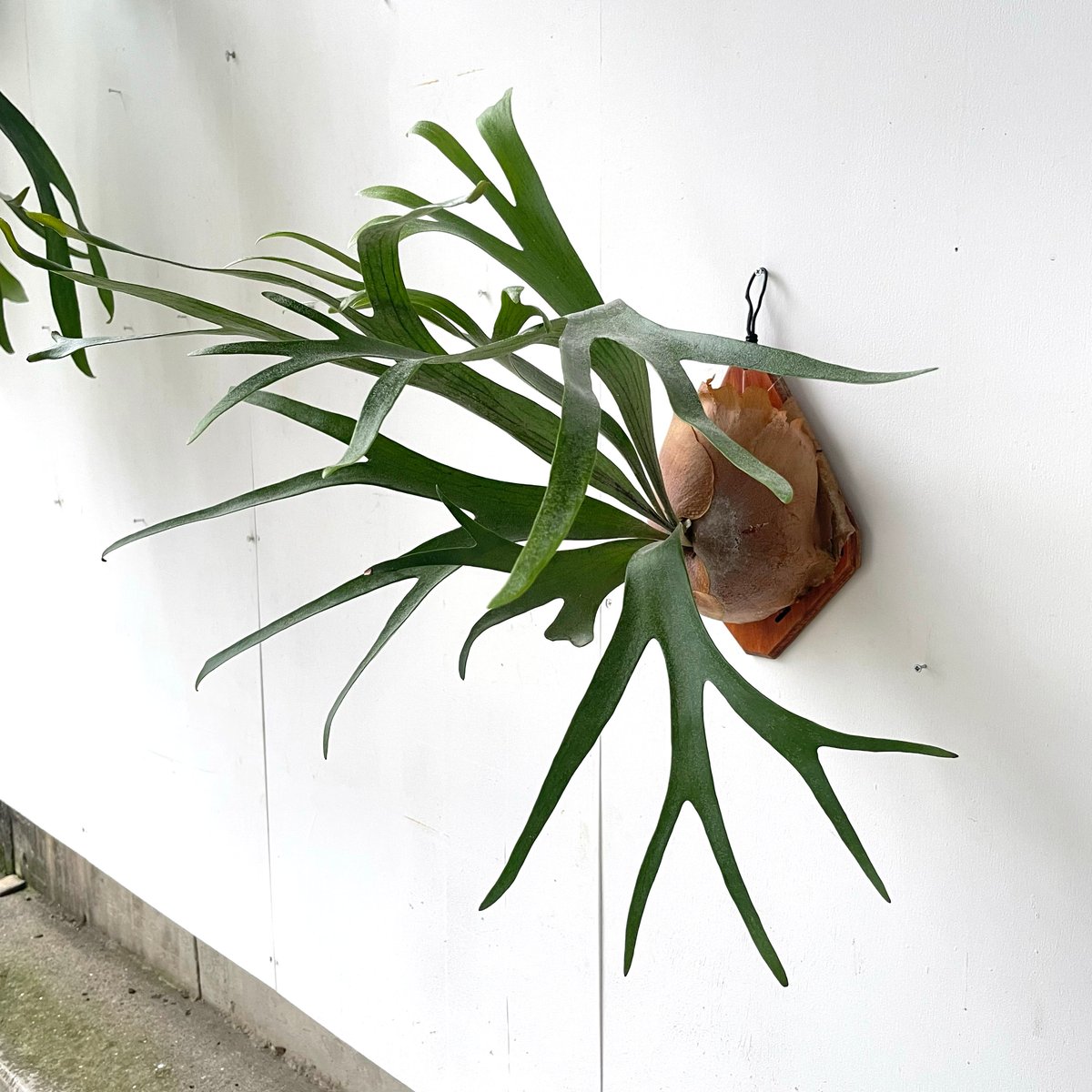 ビカクシダ リトルフィンガー#A p.Little Finger#A