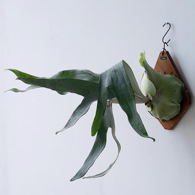 2025.11/12〜】板付ビカクシダ P. Omo 'White Lover'' (TC